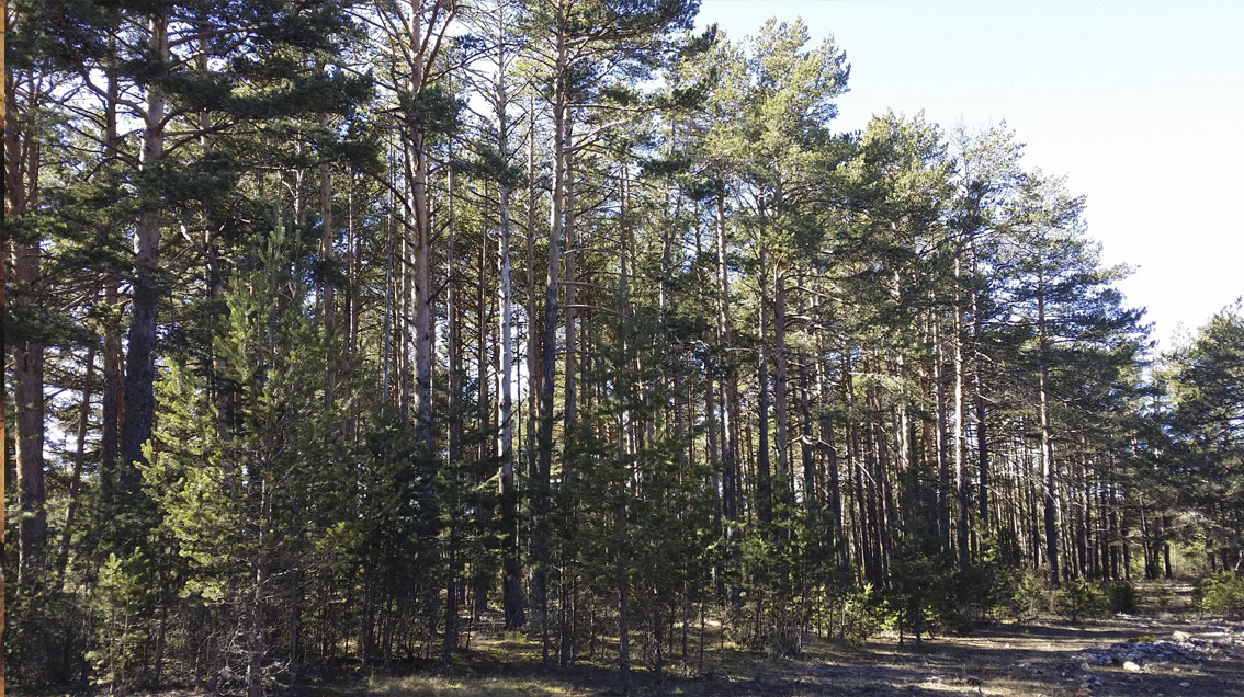 Plan de gestión forestal